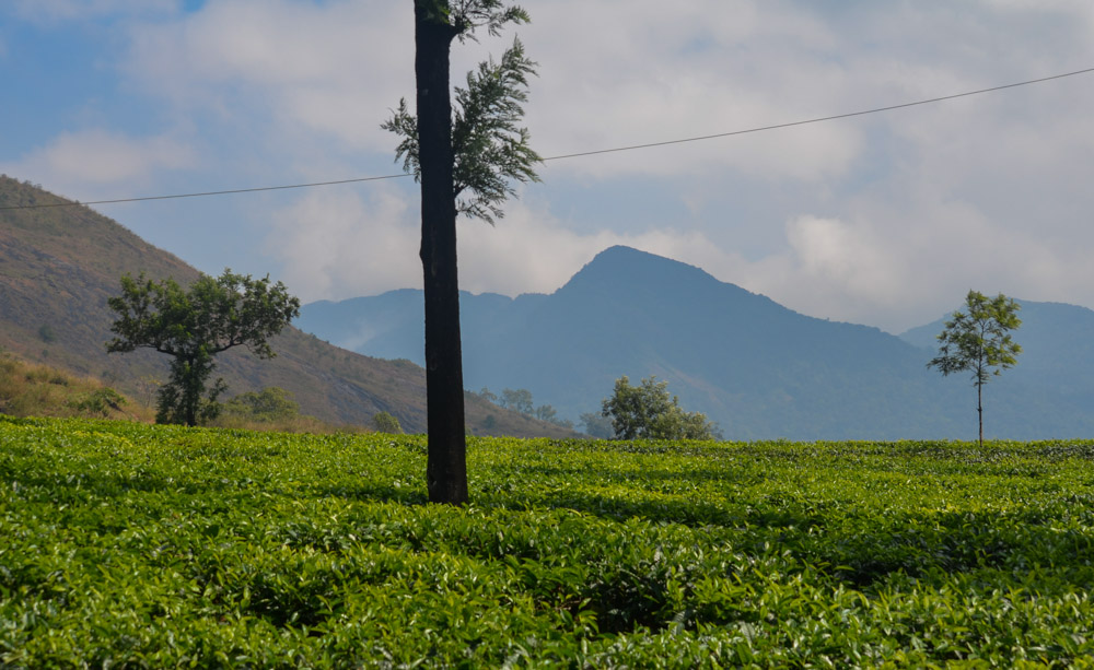 Tea Fields